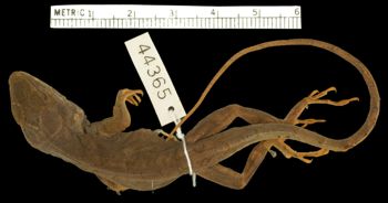 Media type: image;   Herpetology R-44365 Aspect: dorsal